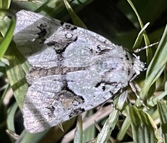 Lacinipolia implicata