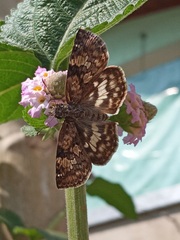Chiomara