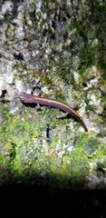 Plethodon angusticlavius