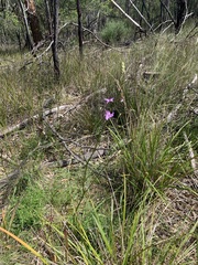 Arthropodium strictum