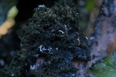 Grylloprociphilus imbricator