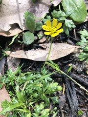 Ranunculus glabrifolius