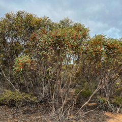 Eucalyptus incrassata