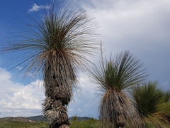 Dasylirion longissimum