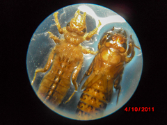 Gomphidae