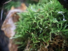 Eurhynchiastrum pulchellum