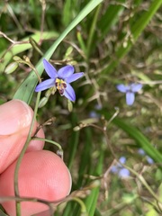 Dianella brevicaulis