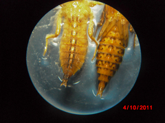 Gomphidae