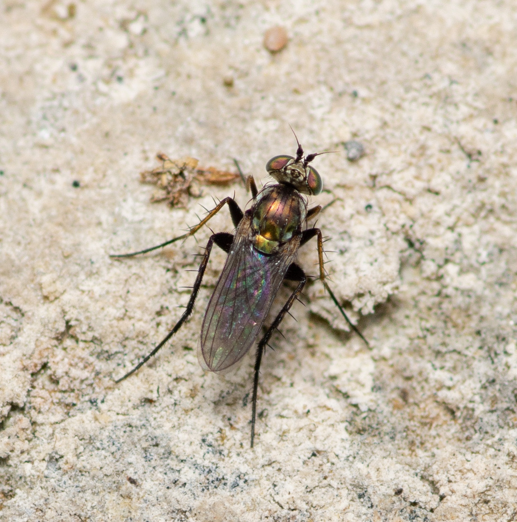 Paraclius pumilio