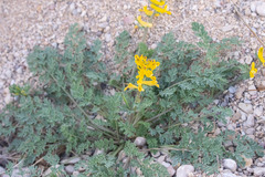 Corydalis curvisiliqua
