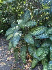 Dieffenbachia seguine