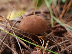 Austroboletus gracilis