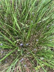 Dianella brevicaulis