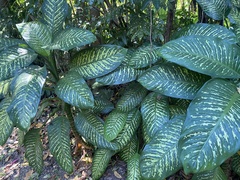 Dieffenbachia seguine