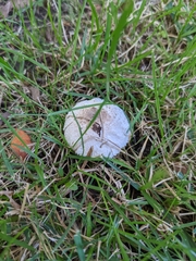 Leucoagaricus barssii