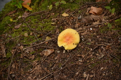 Amanita chrysoblema