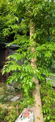 Radermachera sinica