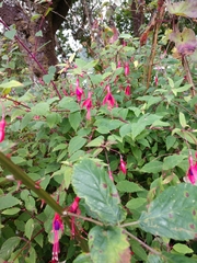 Fuchsia magellanica