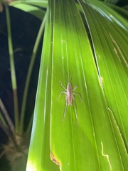 Phricta spinosa