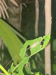 Phricta spinosa