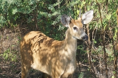 Blastocerus dichotomus