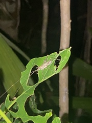 Phricta spinosa