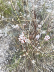 Eriogonum wrightii