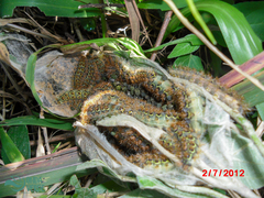 Hemileucinae