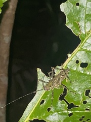 Phricta spinosa