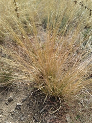 Agrostis scabra