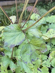 Eriocapitella vitifolia