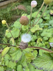 Eriocapitella vitifolia