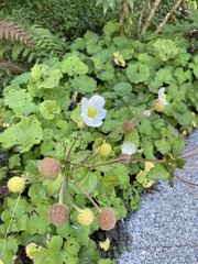 Eriocapitella vitifolia