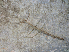 Cladomorphus phyllinus