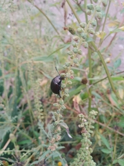 Doryphorina