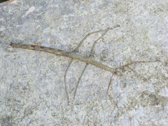 Cladomorphus phyllinus