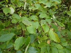 Parallelodiplosis subtruncata