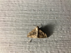 Phalaenostola metonalis