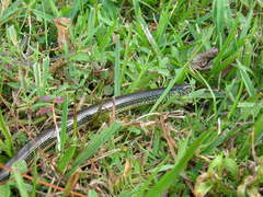 Ophisaurus ventralis