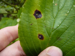 Parallelodiplosis subtruncata