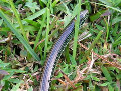 Ophisaurus ventralis