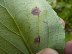 Parallelodiplosis subtruncata
