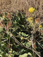 Grindelia stricta