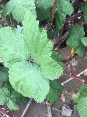 Rubus armeniacus