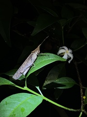 Desmoptera truncatipennis