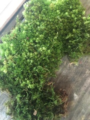 Sphagnum magellanicum