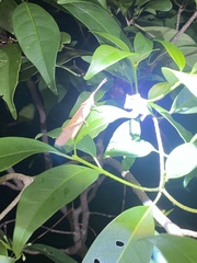 Desmoptera truncatipennis