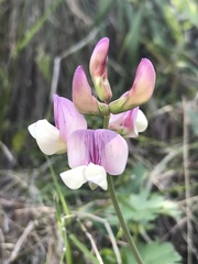 Lathyrus magellanicus