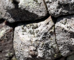 Lecanora minutella