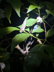 Desmoptera truncatipennis